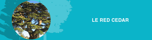 LE_RED_CEDAR